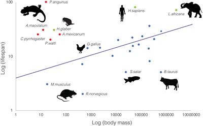 Salamander Insights Into Ageing and Rejuvenation